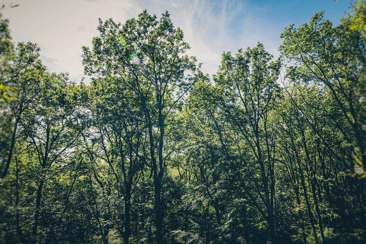 découvrez comment la conscience environnementale influence nos choix quotidiens et contribue à un avenir durable. explorez des stratégies pour adopter un mode de vie respectueux de la planète et sensibilisez-vous aux enjeux écologiques actuels.