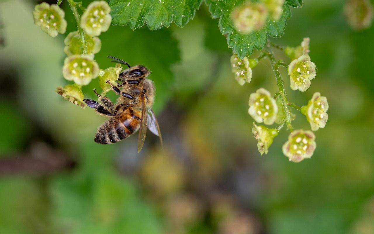 découvrez comment les écosystèmes durables contribuent à la préservation de la biodiversité et à la lutte contre le changement climatique. apprenez les meilleures pratiques pour protéger notre environnement et promouvoir un avenir durable.