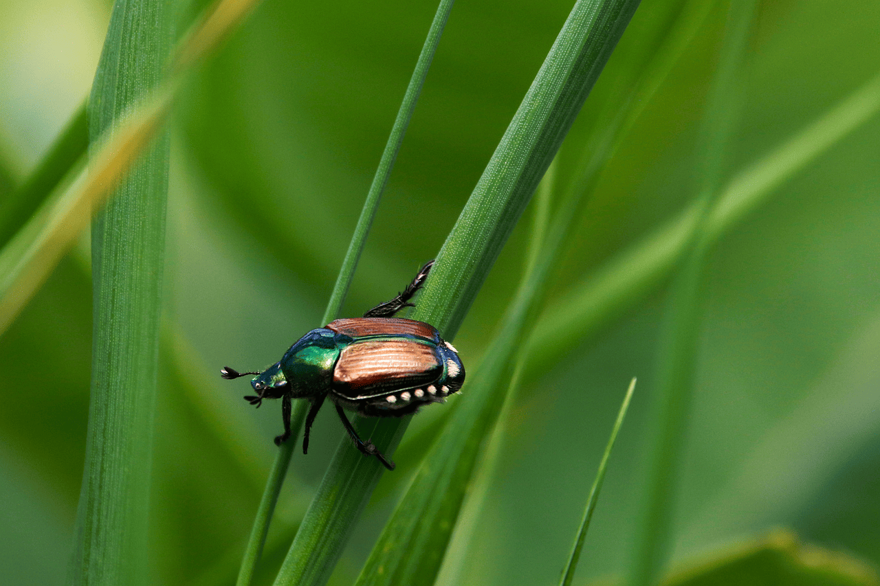 découvrez la biodiversité, l'ensemble des espèces vivantes et leurs interactions dans les écosystèmes. explorez l'importance de la préservation de la biodiversité pour un avenir durable et la survie de notre planète.