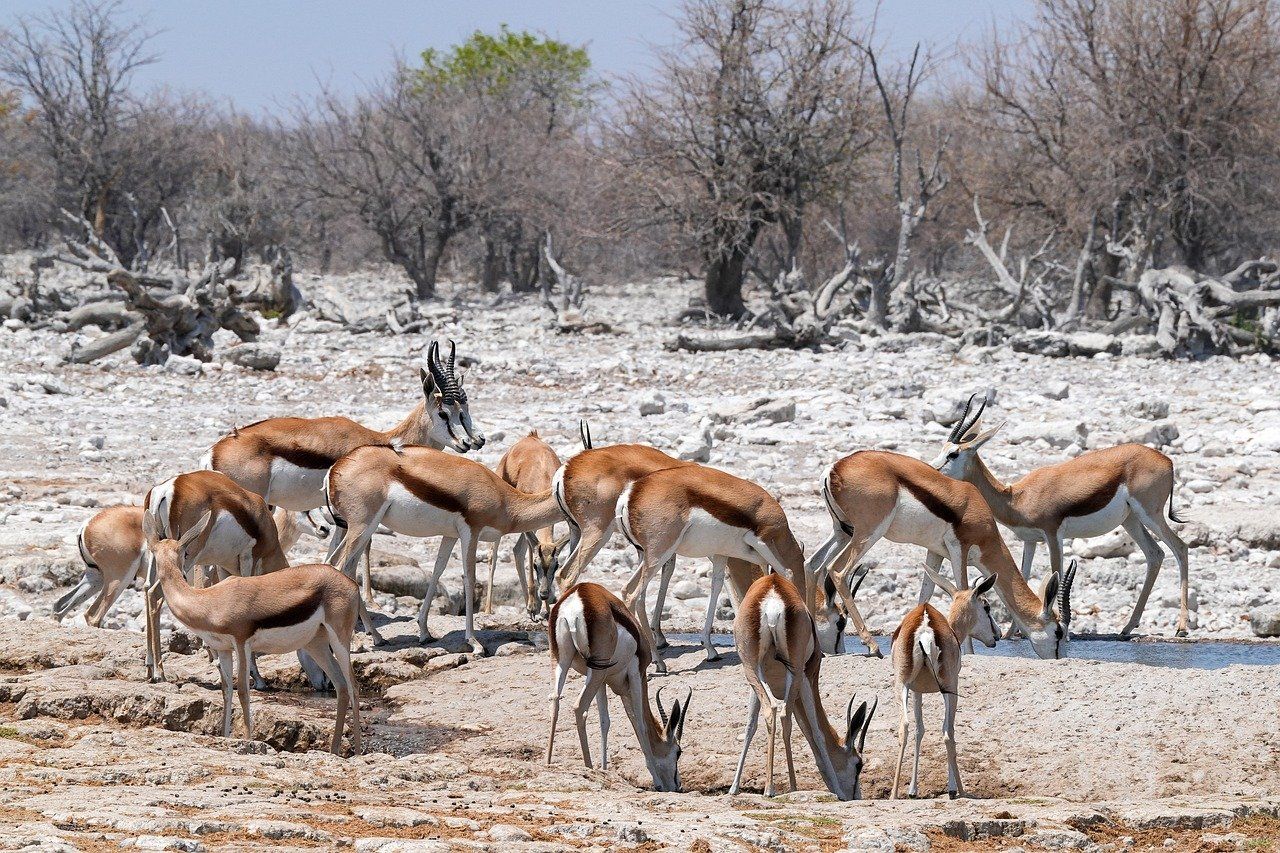 découvrez l'importance de la conservation de la biodiversité, ses enjeux majeurs et les actions à mener pour préserver la richesse des espèces et des écosystèmes sur notre planète.