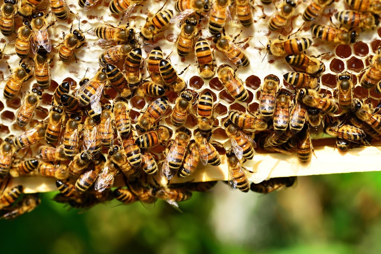 découvrez l'importance de la biodiversité, ses bienfaits pour l'environnement et les solutions pour préserver la richesse naturelle de notre planète.