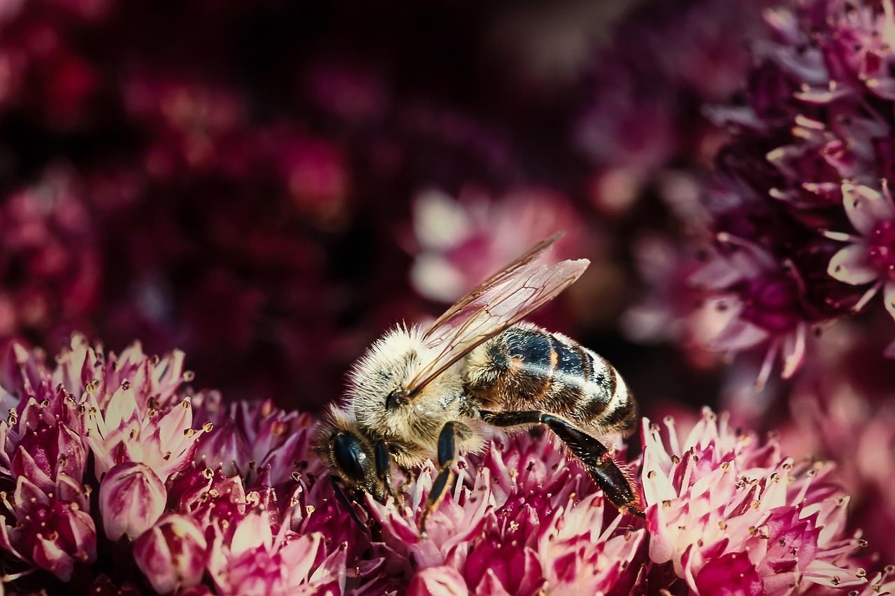 découvrez l'importance de la biodiversité, ses enjeux écologiques et économiques, ainsi que les actions à mener pour préserver notre écosystème. explorez la richesse de la faune et de la flore et engagez-vous pour un avenir durable.