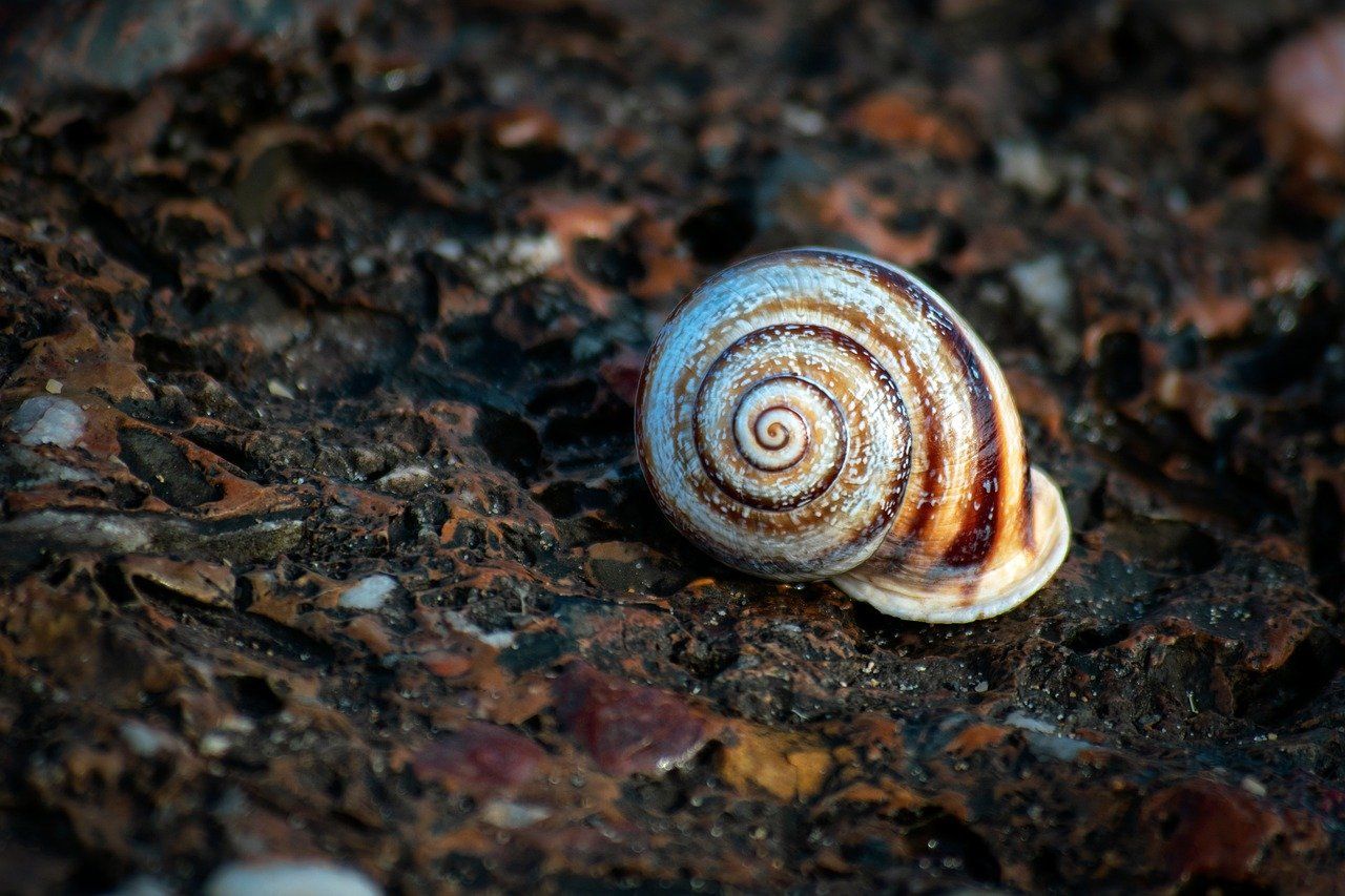 découvrez les meilleures pratiques et solutions pour la restauration des écosystèmes, visant à préserver la biodiversité et améliorer la qualité de notre environnement.