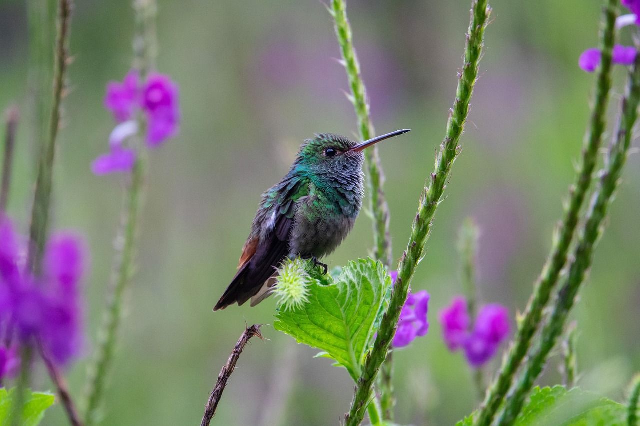 découvrez l'importance de la biodiversité, sa contribution essentielle à l'équilibre des écosystèmes et les actions pour la préserver.