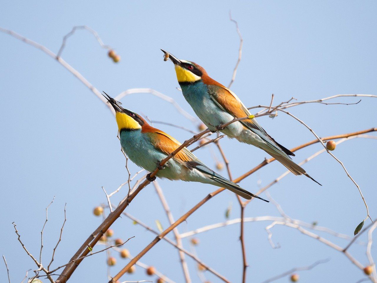 découvrez la richesse et la diversité des écosystèmes, clés de la biodiversité et de l'équilibre terrestre. apprenez comment ils interagissent, se protègent et soutiennent la vie sur notre planète.