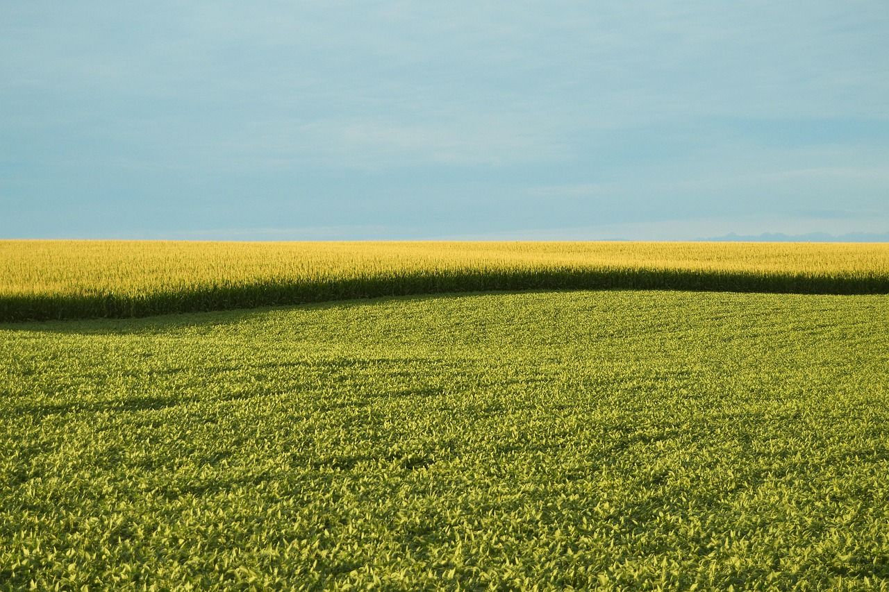 découvrez tout ce que vous devez savoir sur les ogm (organismes génétiquement modifiés) : leurs avantages, leurs inconvénients et leur impact sur la santé et l'environnement.