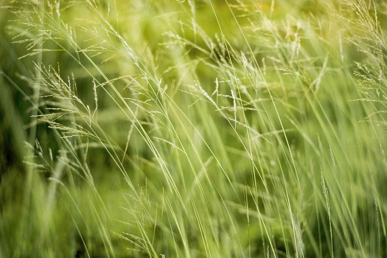 découvrez le monde des 'éthiques environnementales', une discipline qui explore les responsabilités morales envers notre planète et les êtres vivants. apprenez comment nos choix impactent l'écosystème et comment adopter des pratiques durables pour un futur respectueux de l'environnement.