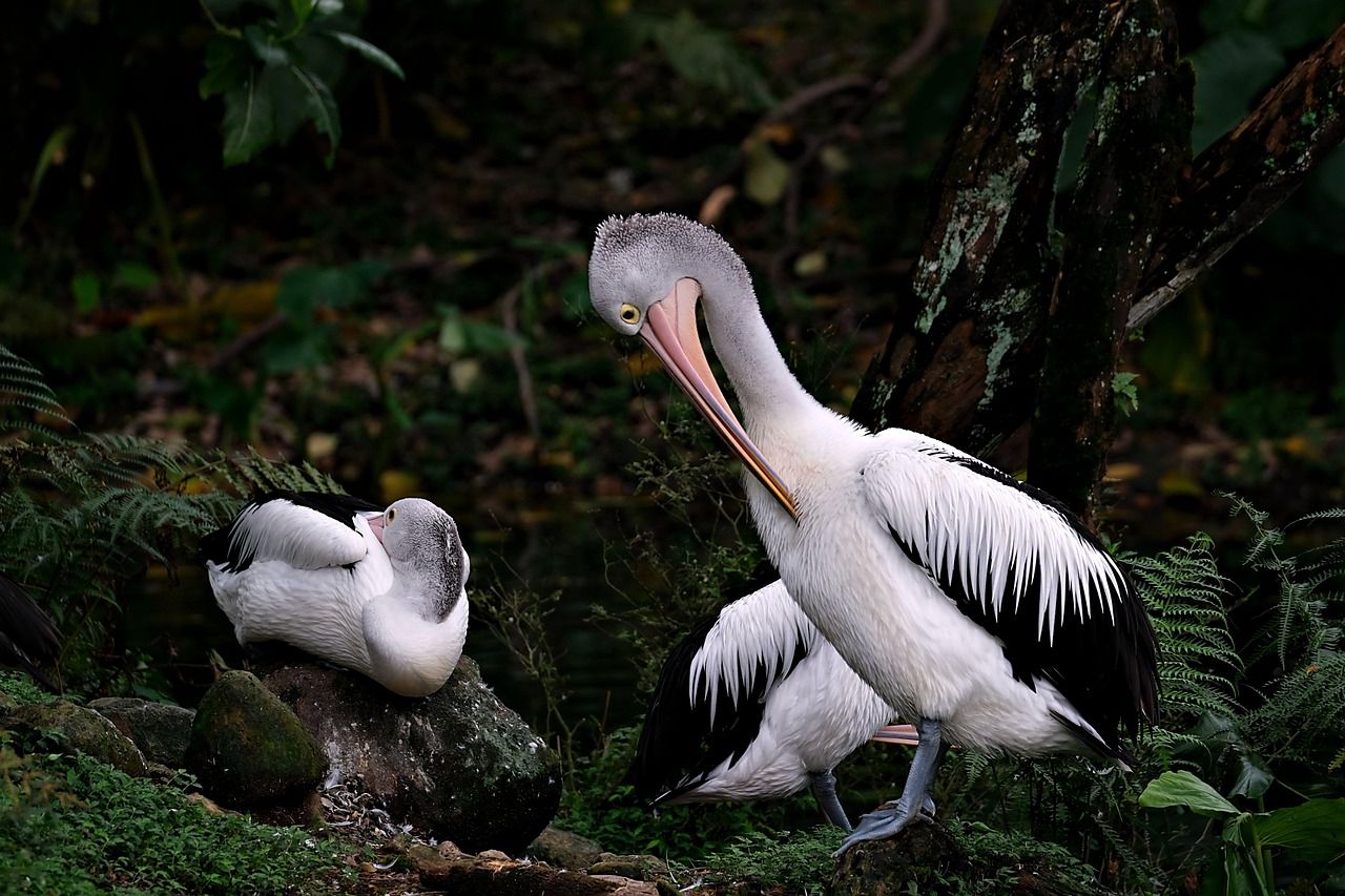 découvrez ce que sont les services écosystémiques, leur importance pour l’environnement et la société, ainsi que leur rôle dans le maintien de la biodiversité et le bien-être humain.