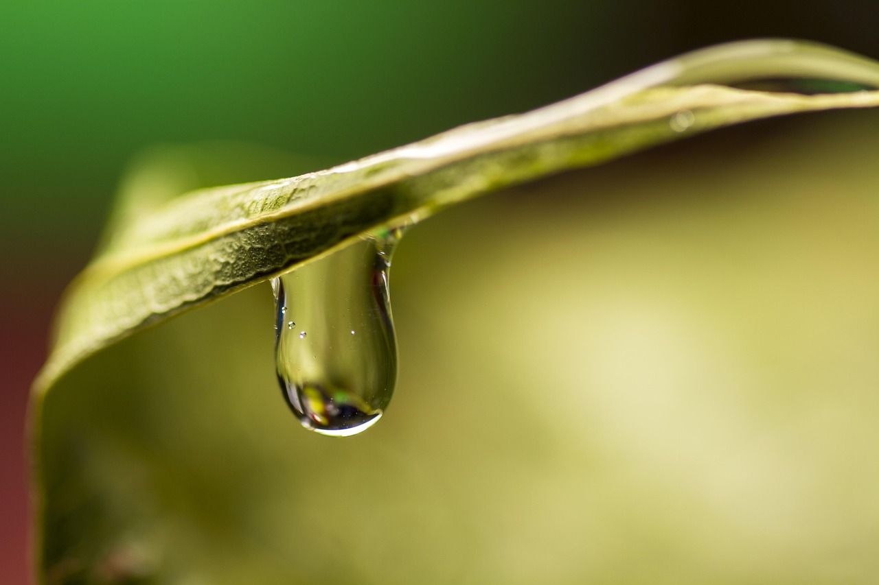 découvrez les enjeux et les solutions de la transition écologique pour un avenir durable : conseils, actualités et initiatives pour protéger la planète et adopter un mode de vie responsable.