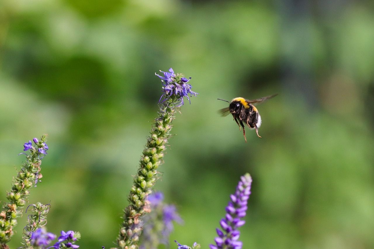 découvrez comment les ressources de l'écosystème soutiennent la biodiversité et favorisent un environnement durable. apprenez l'importance de préserver ces ressources vitales pour les générations futures.