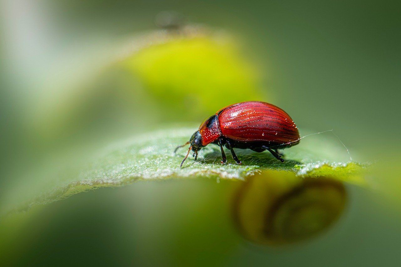 découvrez l'écologie : définitions, enjeux, actions pour préserver l'environnement et comprendre l'impact de l'humain sur la planète. agissez pour un avenir durable !