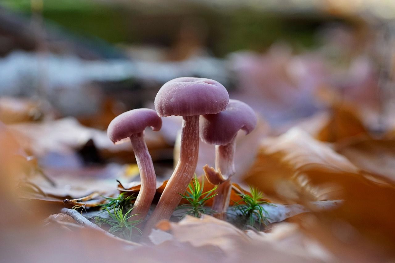 découvrez l'importance de la biodiversité, ses rôles essentiels pour la planète et les actions à entreprendre pour la protéger et préserver l'équilibre des écosystèmes.