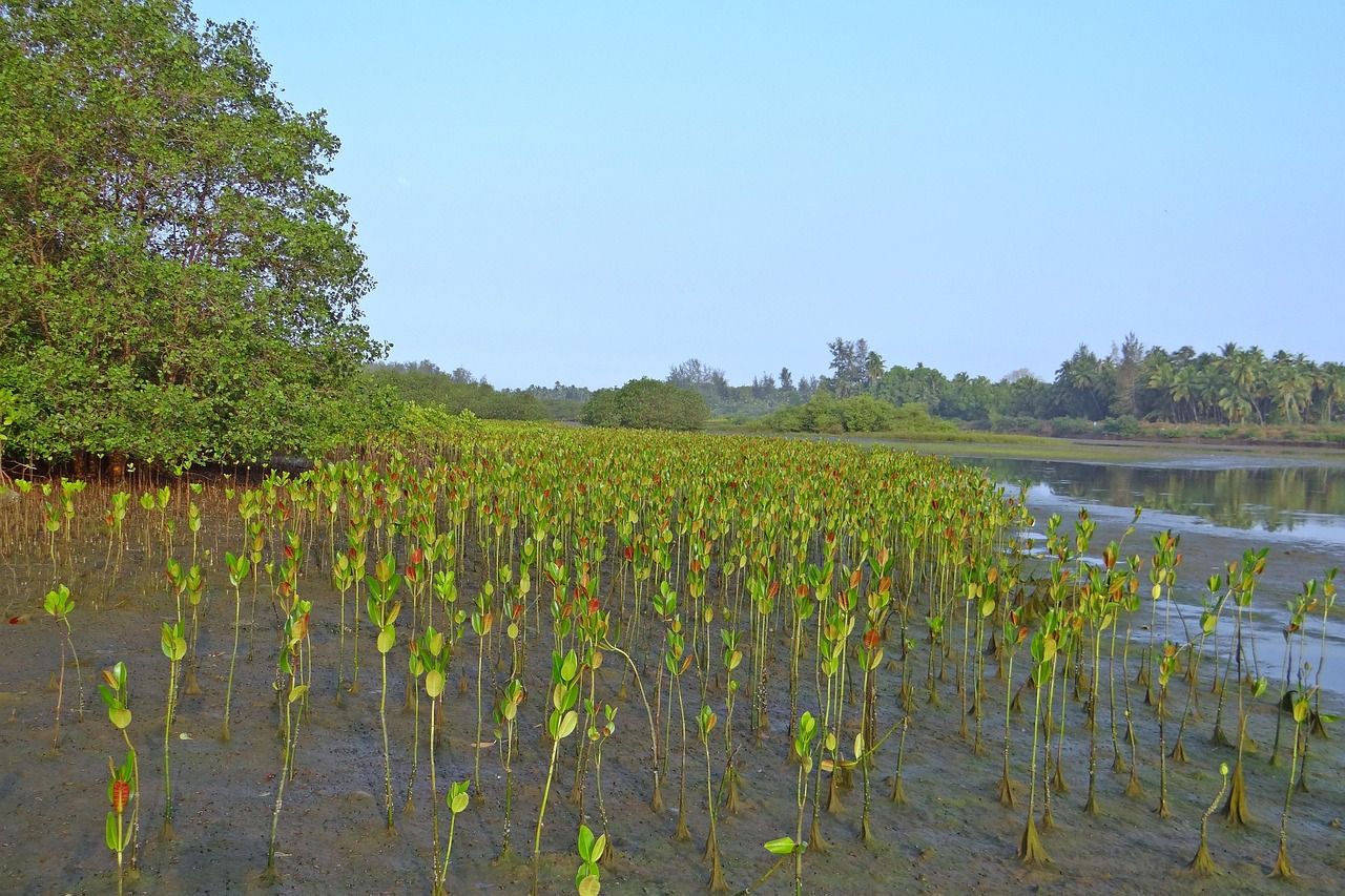 découvrez les enjeux et les méthodes de la restauration des mangroves, un écosystème essentiel pour la biodiversité et la lutte contre le changement climatique. protégeons ensemble ces milieux naturels uniques.