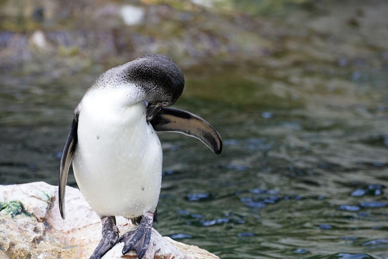 découvrez tout sur la biodiversité : sa définition, son importance pour l'équilibre de la planète, les menaces qui pèsent sur elle et comment chacun peut contribuer à sa préservation.