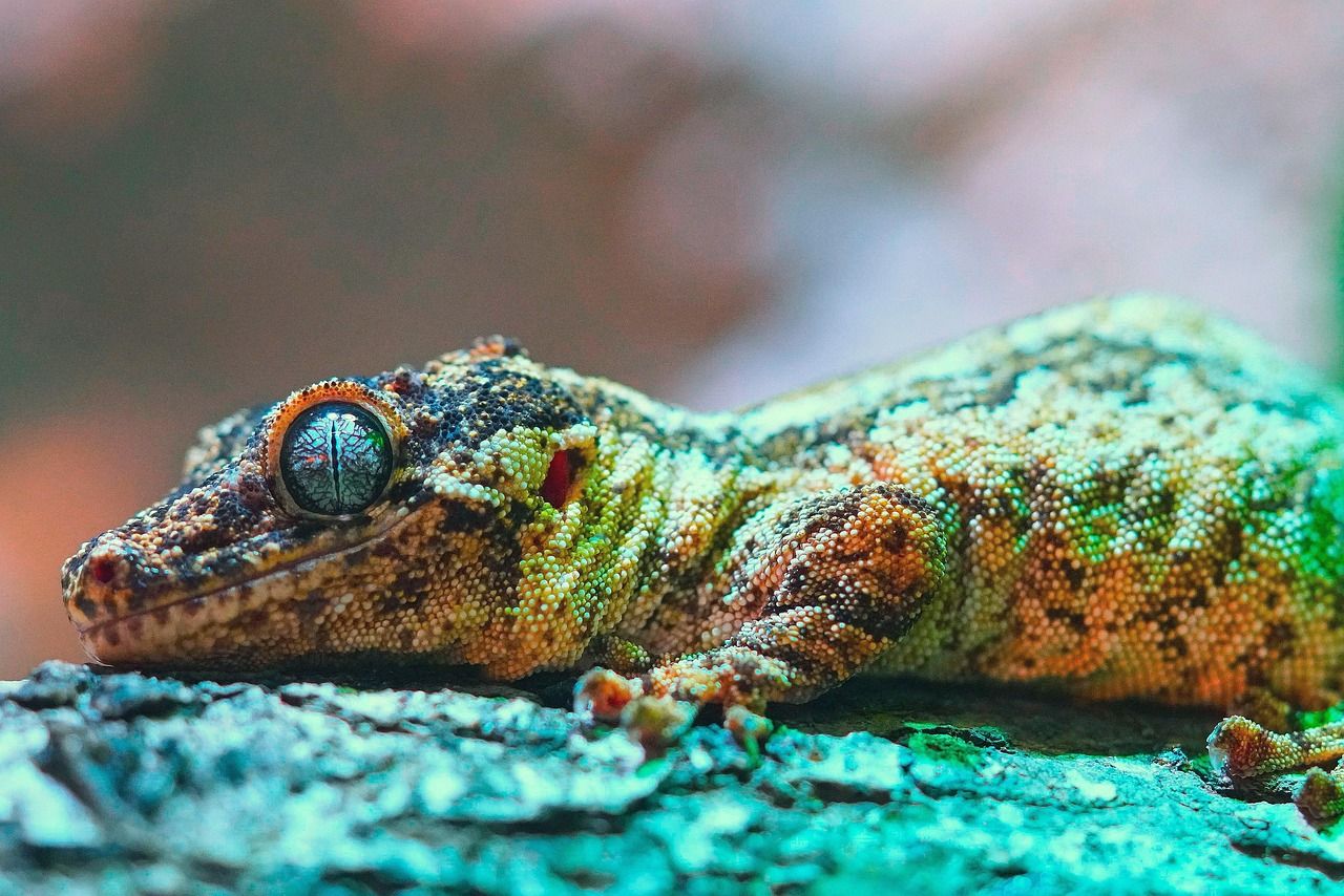 découvrez l'importance de la biodiversité pour notre planète. explorez les différentes espèces, écosystèmes et les actions à entreprendre pour préserver la richesse naturelle de la terre.