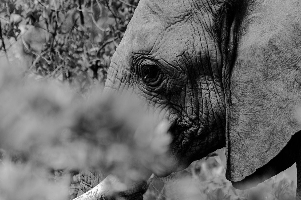 découvrez nos conseils et techniques pour la conservation optimale de vos aliments, objets ou œuvres d’art. protégez et préservez durablement avec nos solutions adaptées à chaque besoin.