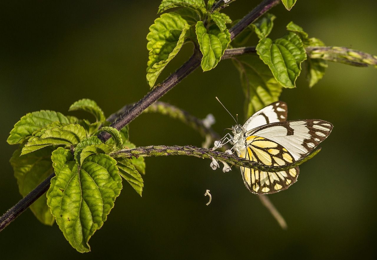 découvrez la biodiversité : son importance, les menaces auxquelles elle fait face et les solutions pour préserver la richesse des espèces et des écosystèmes sur notre planète.