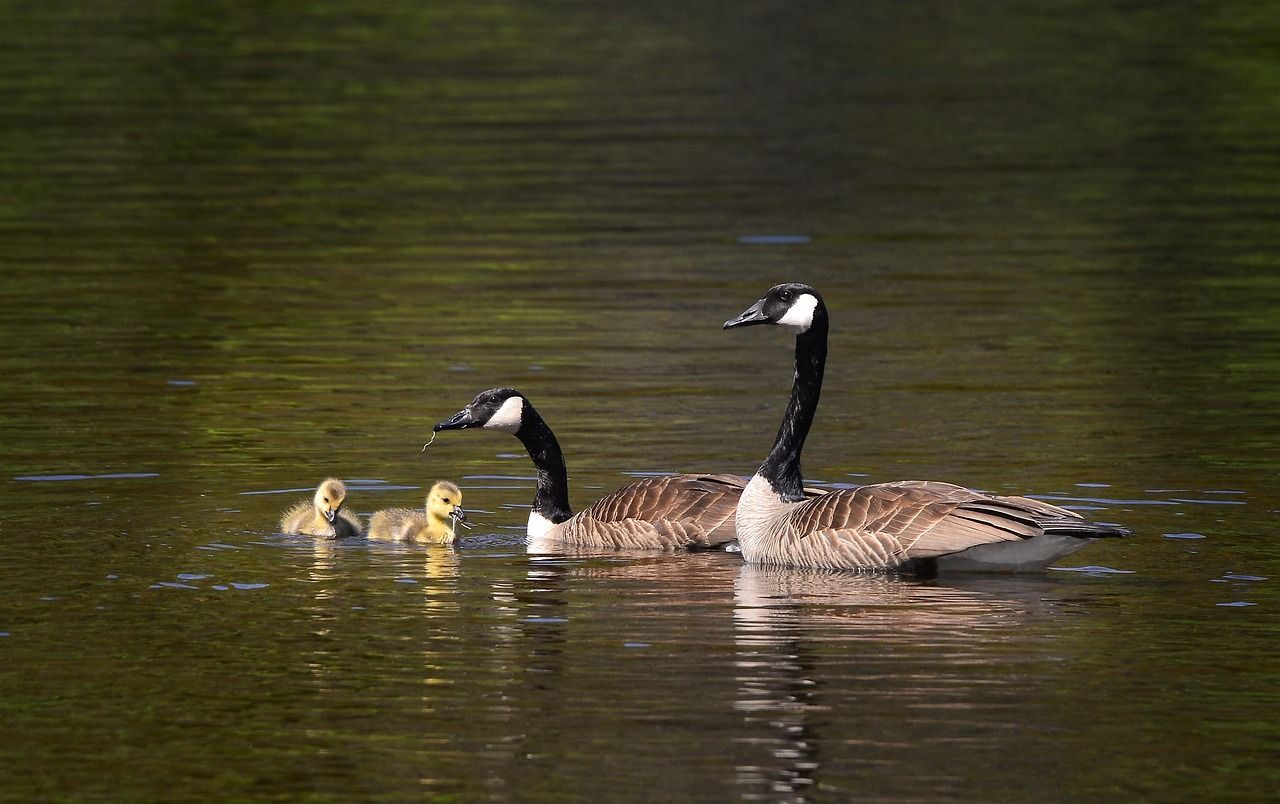 découvrez l'importance de la biodiversité pour notre planète, les enjeux liés à sa préservation et les actions à entreprendre pour protéger les écosystèmes et la variété des espèces qui en font partie.