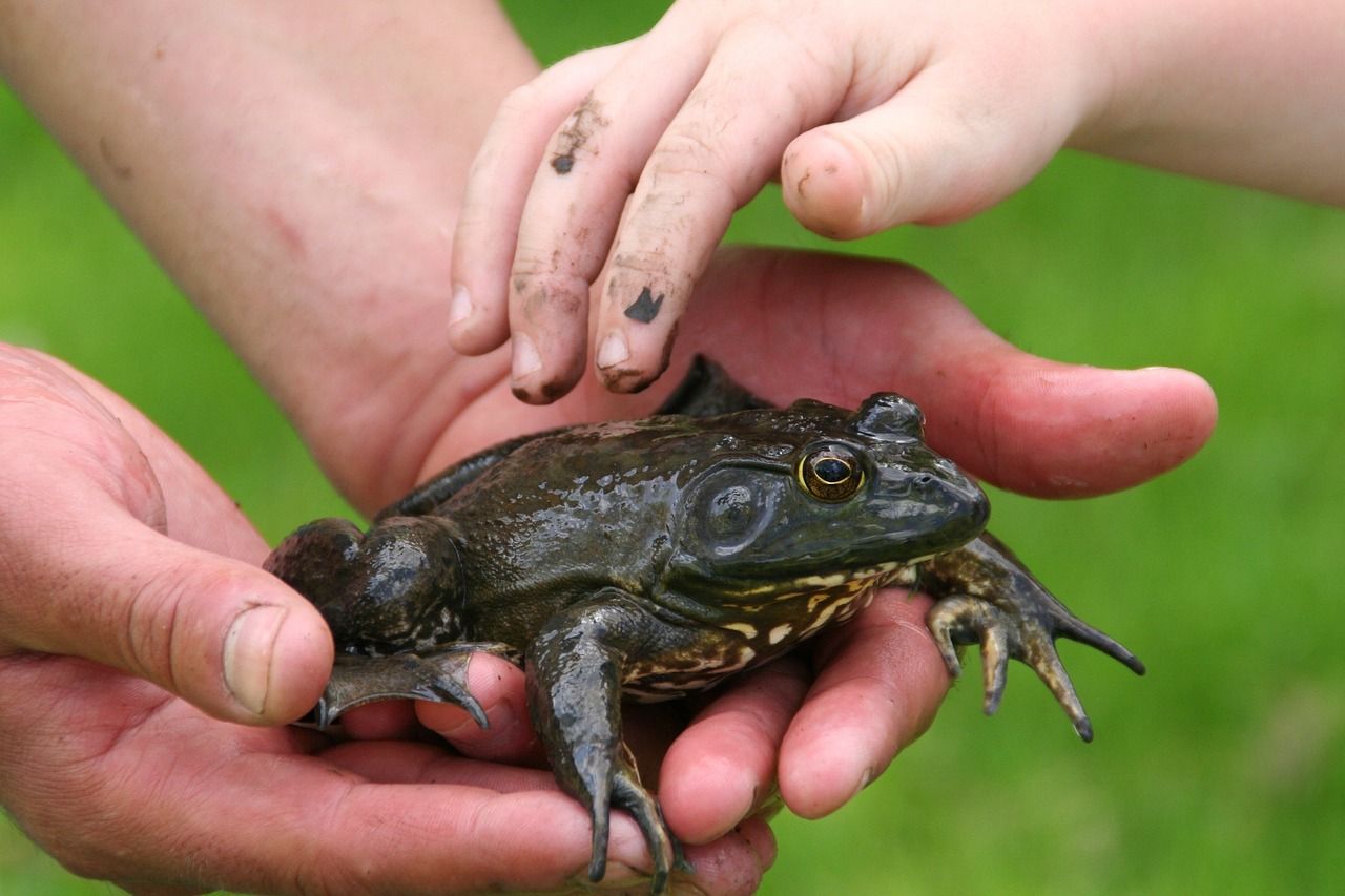 découvrez comment développer des compétences en éducation environnementale pour sensibiliser les générations futures à la protection de notre planète. apprenez des méthodes innovantes et engageantes pour transmettre des connaissances sur la durabilité et la conservation.