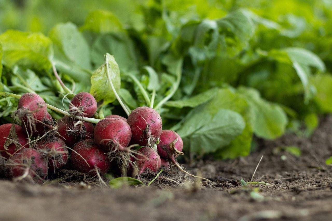 découvrez l'agriculture durable, une approche respectueuse de l'environnement qui préserve les ressources naturelles, favorise la biodiversité et soutient les communautés locales tout en garantissant une production alimentaire responsable.