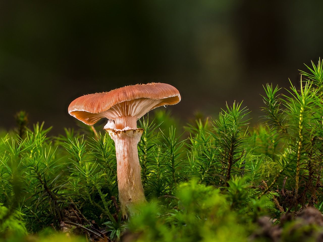 découvrez les stratégies de financement de la biodiversité, un enjeu crucial pour la protection des écosystèmes et le développement durable. apprenez comment les investissements peuvent soutenir la conservation, restaurer les habitats naturels et promouvoir un avenir harmonieux entre l'homme et la nature.