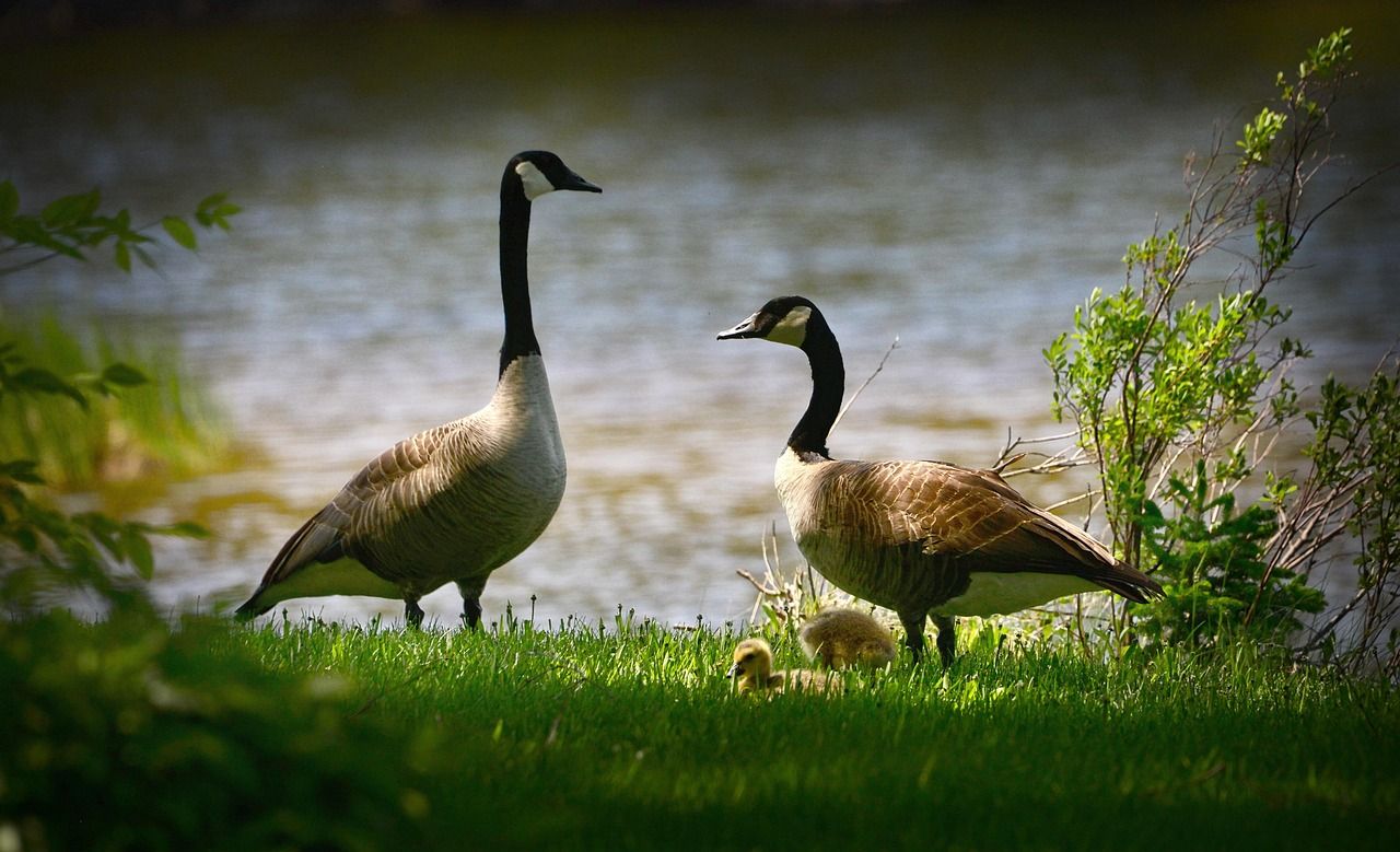 découvrez la richesse et l'importance de la biodiversité dans nos écosystèmes. apprenez comment la diversité des espèces soutient la vie sur terre et quelles actions nous pouvons entreprendre pour la préserver pour les générations futures.