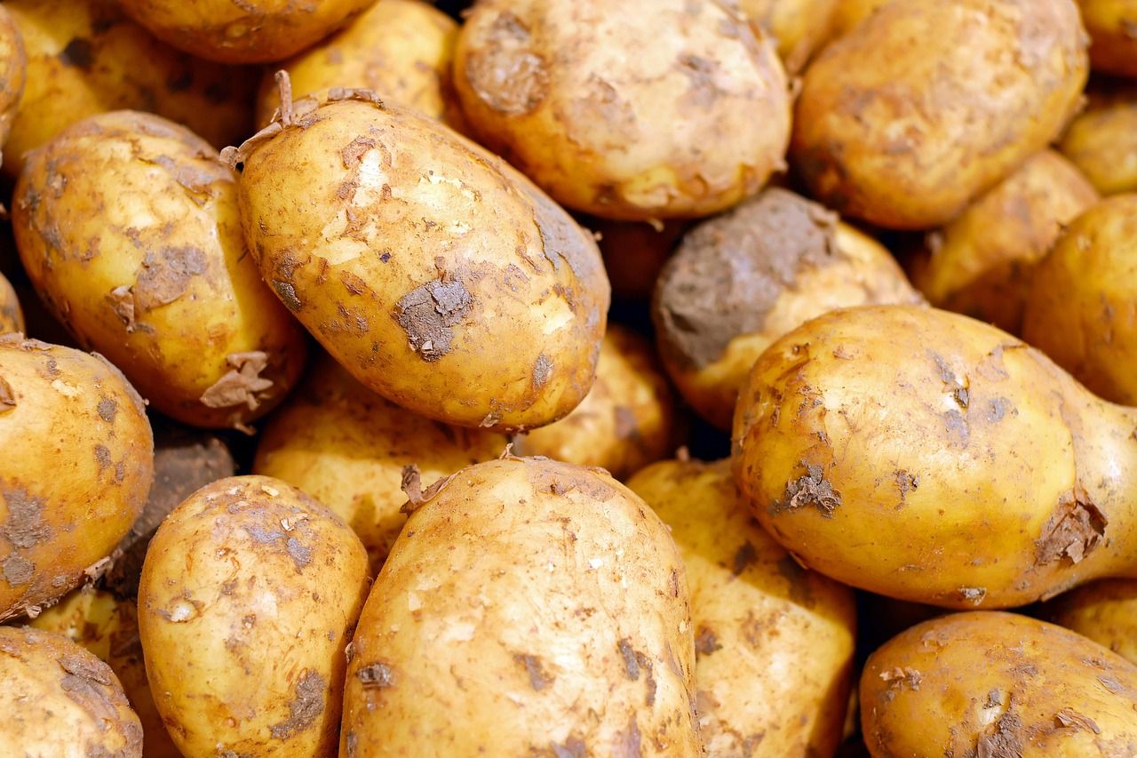 découvrez les cultures alimentaires durables : des pratiques agricoles respectueuses de l'environnement pour assurer la sécurité alimentaire et préserver les ressources naturelles.