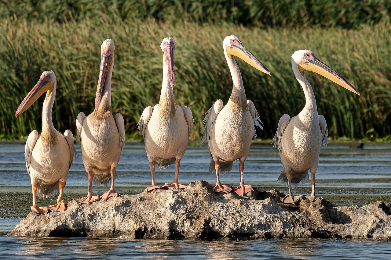 découvrez les stratégies innovantes de financement pour la conservation de la faune. apprenez comment les investissements peuvent protéger les espèces menacées et préserver les écosystèmes tout en impliquant les communautés locales dans des initiatives durables.