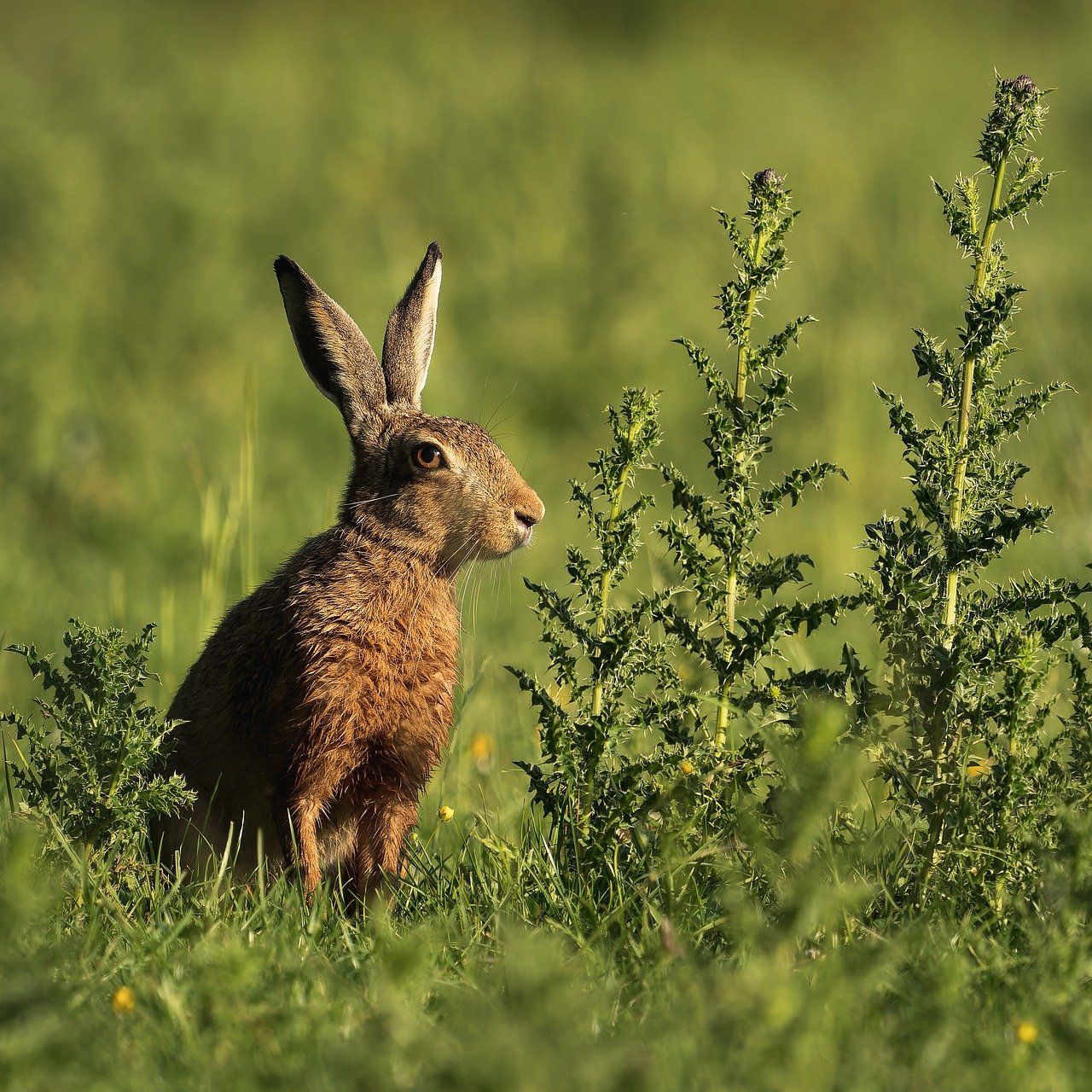 découvrez ce qu’est la biodiversité, son importance pour l’équilibre de la planète et les actions à prendre pour préserver la diversité des espèces animales et végétales.