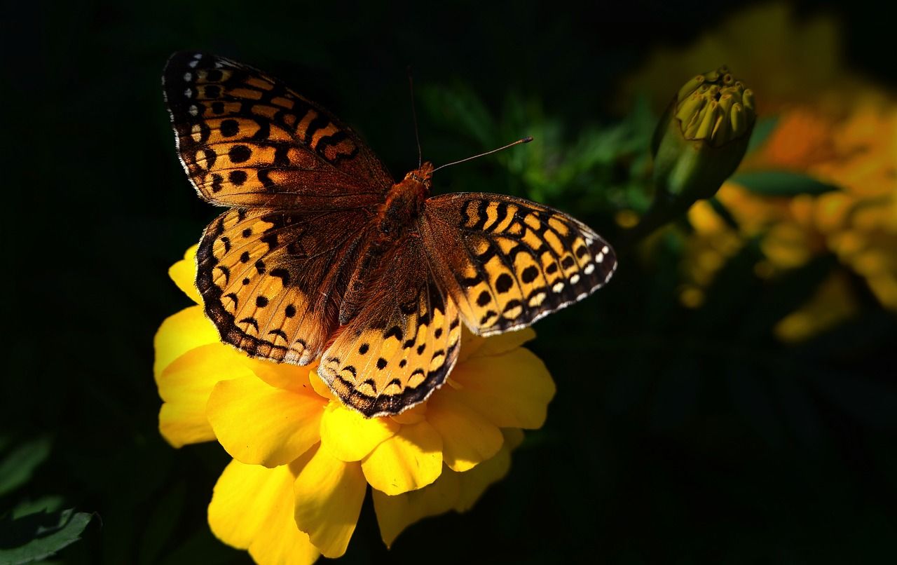 découvrez la richesse et la diversité de la biodiversité, essentielle à l'équilibre des écosystèmes. explorez comment chaque espèce joue un rôle crucial dans notre environnement et pourquoi il est vital de préserver cette variété pour les générations futures.