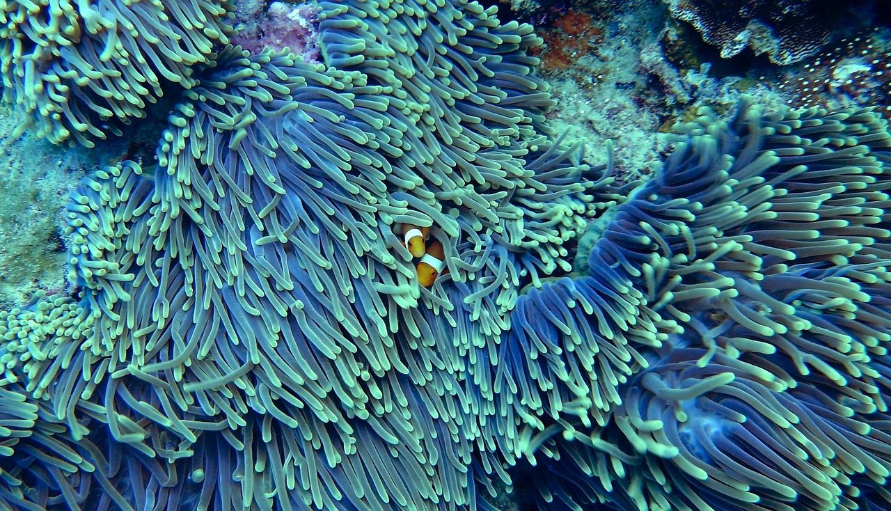 découvrez l'importance de la biodiversité aquatique, ses rôles essentiels dans les écosystèmes et les actions à adopter pour la préserver face aux menaces actuelles.