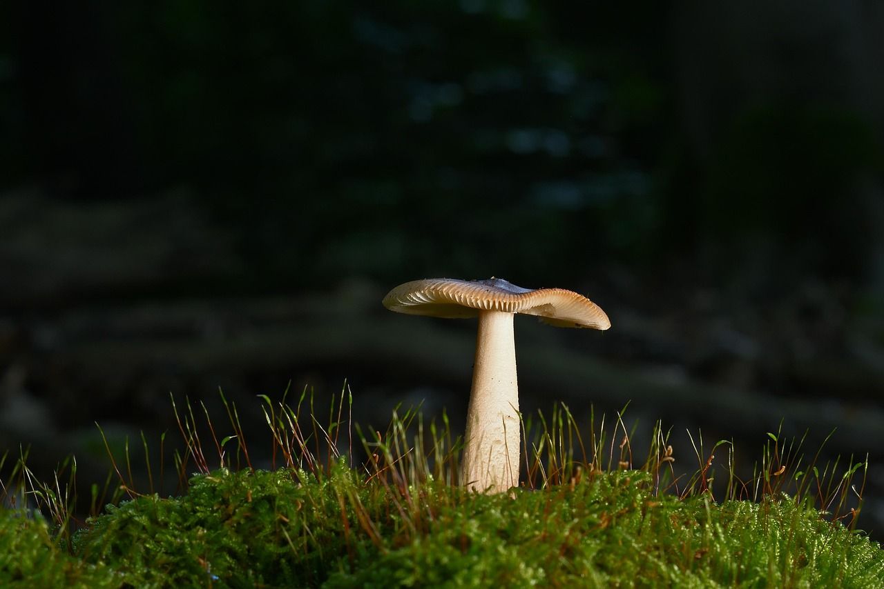 découvrez l'importance des forêts, leur biodiversité incroyable et leur rôle essentiel dans l'équilibre de notre planète. explorez comment protéger ces écosystèmes vitaux pour l'environnement.