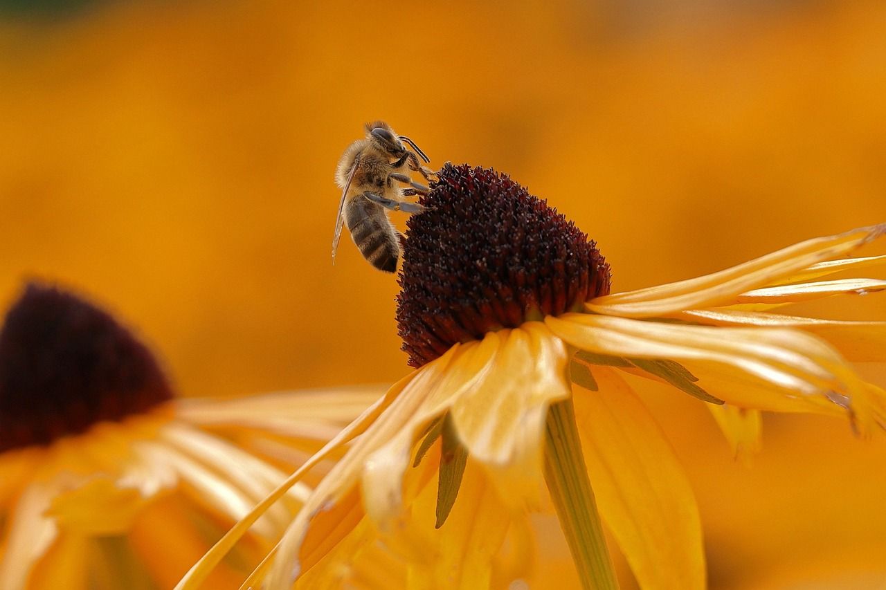 découvrez l'importance de la biodiversité dans votre jardin pour favoriser un écosystème sain, attirer la faune locale et promouvoir la croissance durable des plantes.