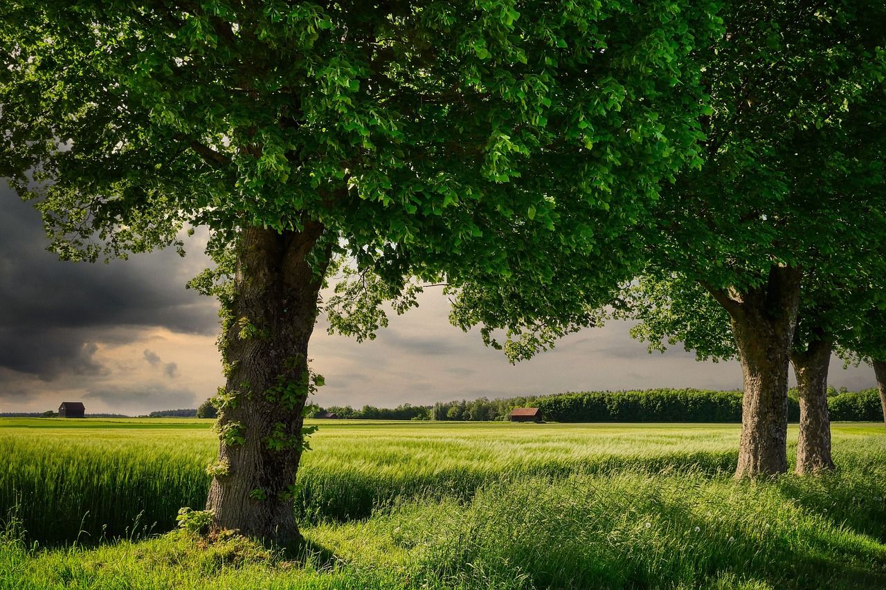 découvrez l'agriculture biodynamique : une méthode agricole durable qui respecte les cycles naturels, enrichit la biodiversité et favorise une production saine sans produits chimiques. approfondissez votre connaissance de cette approche holistique de la culture.