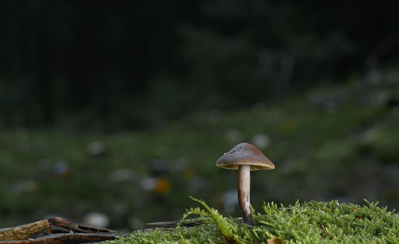 découvrez l'importance des forêts, leur biodiversité, leur rôle dans le climat et comment les préserver pour les générations futures.