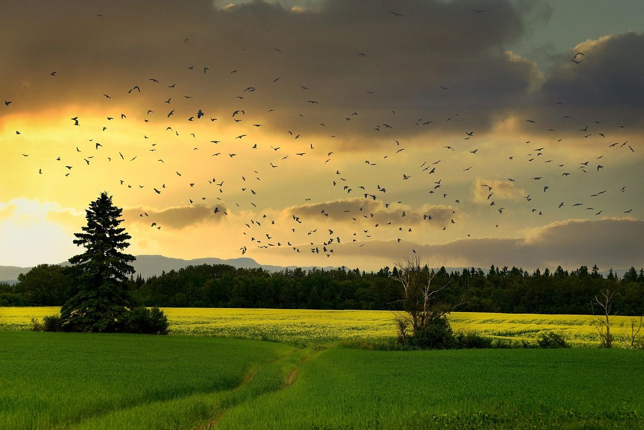 découvrez l'importance de la biodiversité, ses enjeux pour notre écosystème et les actions à entreprendre pour préserver la richesse des espèces. explorez les impacts positifs d'une biodiversité variée sur l'environnement et notre santé.
