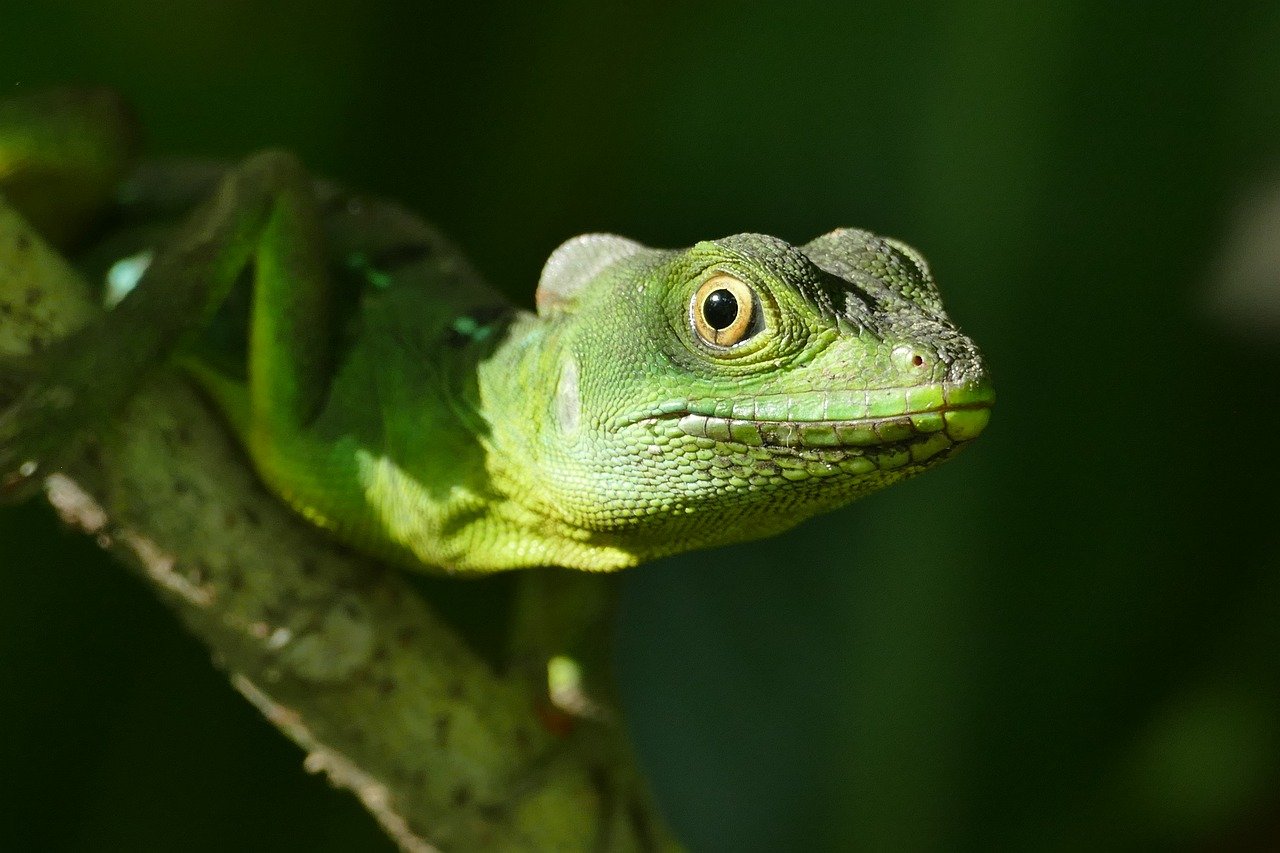 découvrez ce qu'est la biodiversité, son importance pour la planète, et comment préserver la richesse des espèces animales et végétales pour un avenir durable.