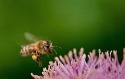 Collectifs citoyens : Ensemble pour préserver la biodiversité