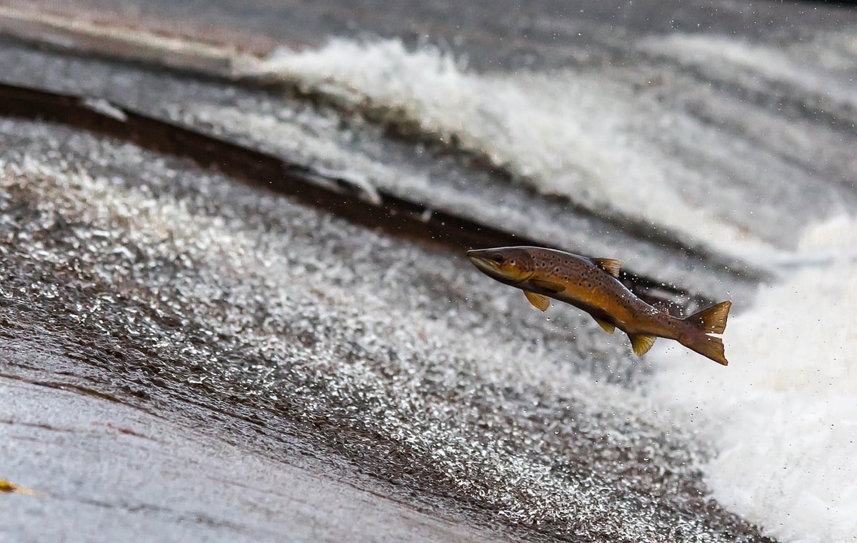 Écosystèmes d’eau douce : Importance et préservation des habitats aquatiques
