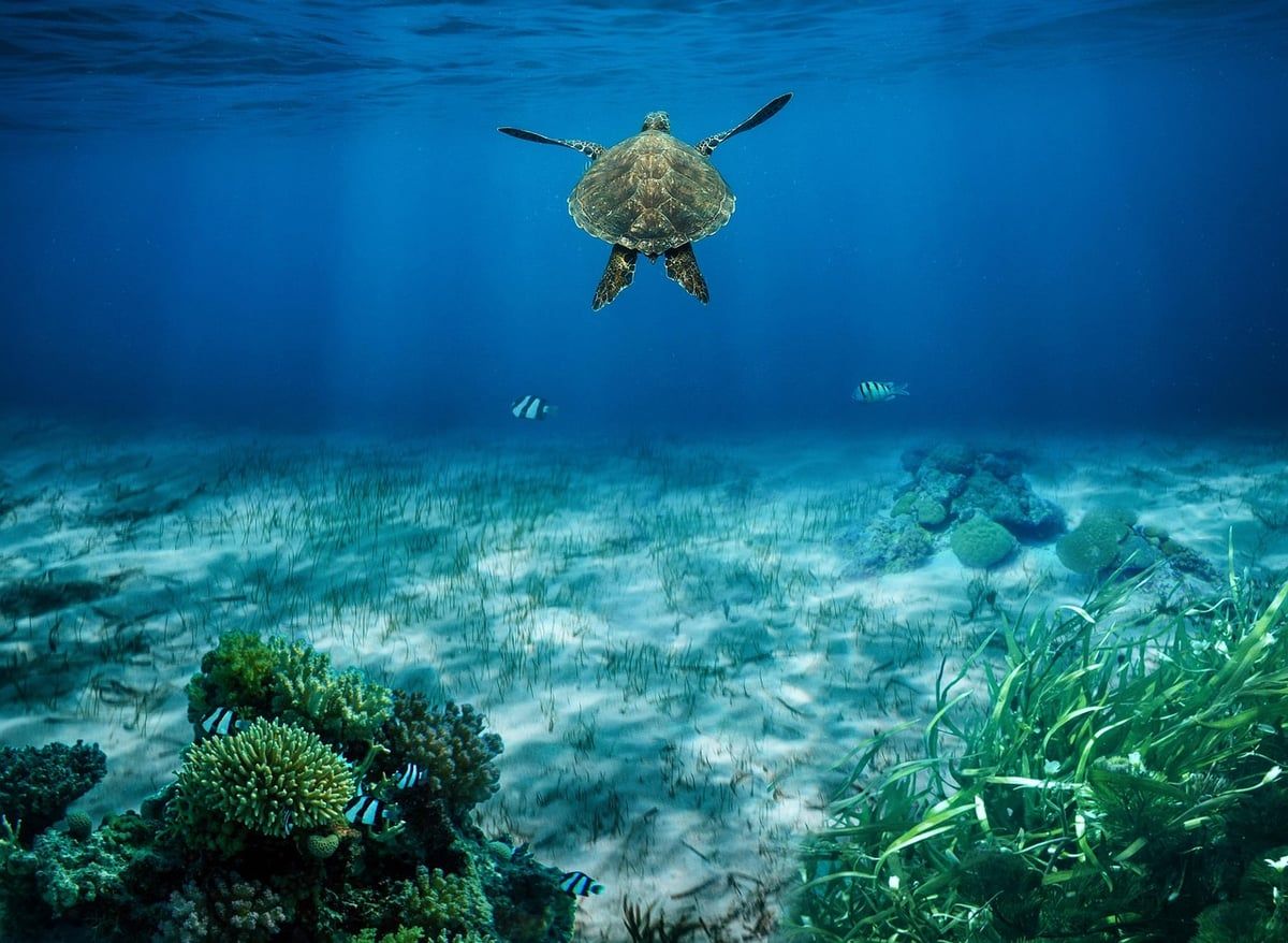 Habitats aquatiques : Importance de la préservation des écosystèmes marins