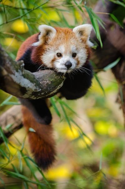 Fonds de conservation : Pourquoi et comment soutenir la biodiversité ?