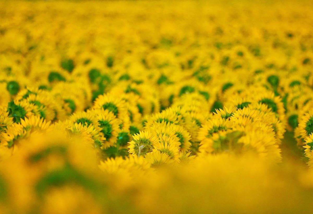 Comprendre le lien entre biodiversité et résilience