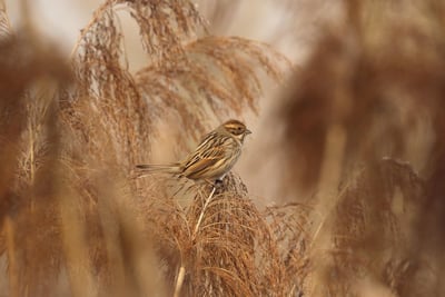 Approches basées sur les écosystèmes : une stratégie durable pour la gestion des ressources naturelles