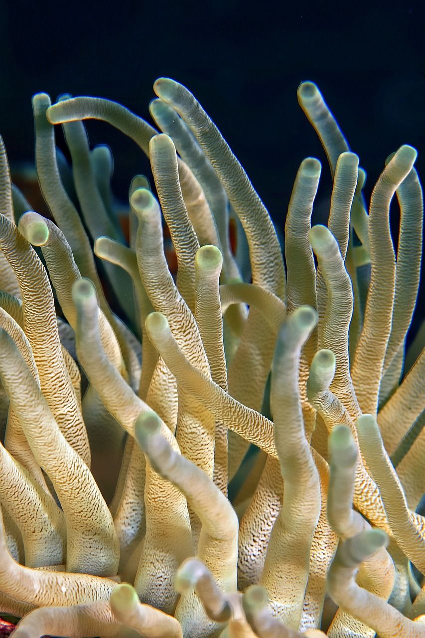 Biodiversité marine : enjeux et solutions pour préserver nos océans