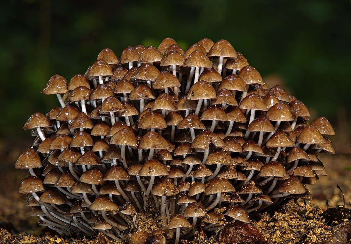 Financement de la biodiversité : stratégies innovantes pour préserver notre écosystème