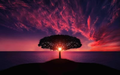 Humains et écologie : un enjeu vital pour notre planète