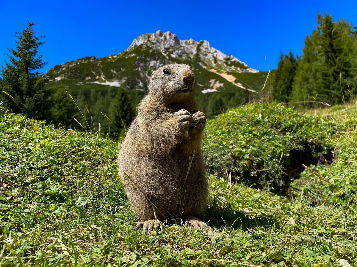 La biodiversité en danger : causes et conséquences