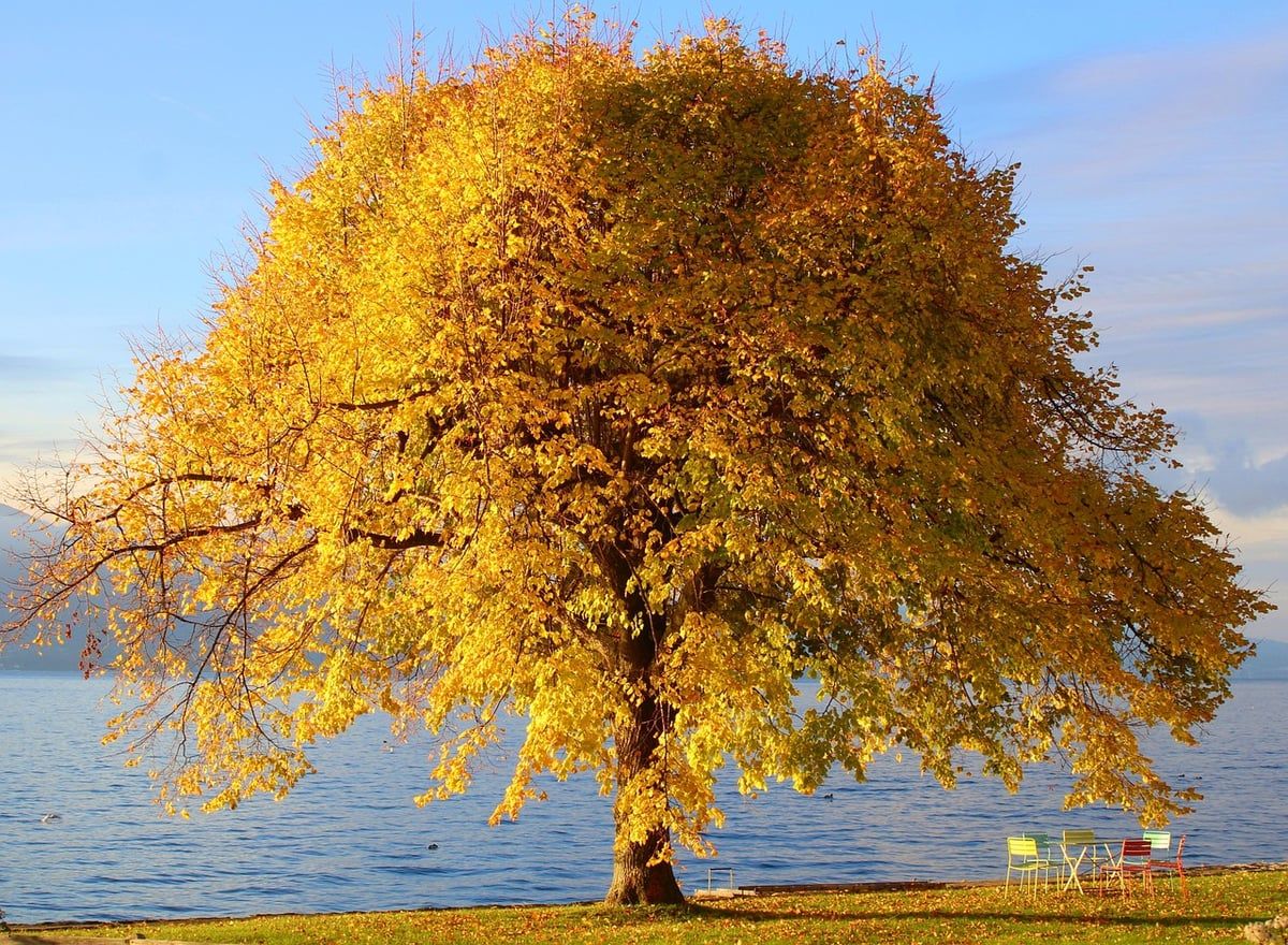 Retour à la nature : 5 conseils pour reconnecter avec l’environnement