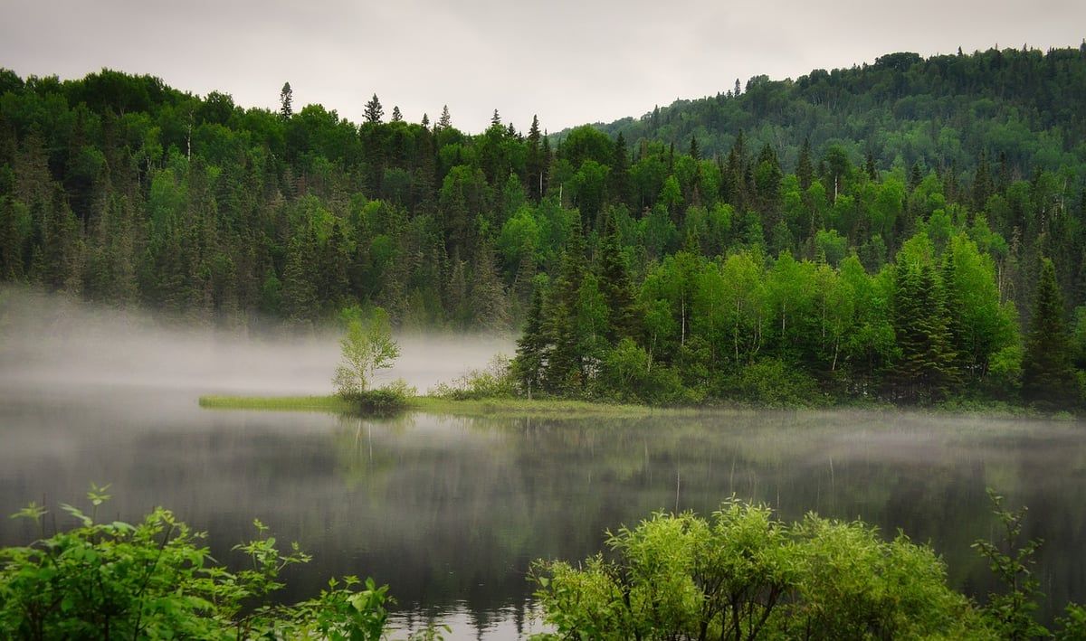 Changement d’écosystème : comprendre les enjeux et les impacts sur notre environnement