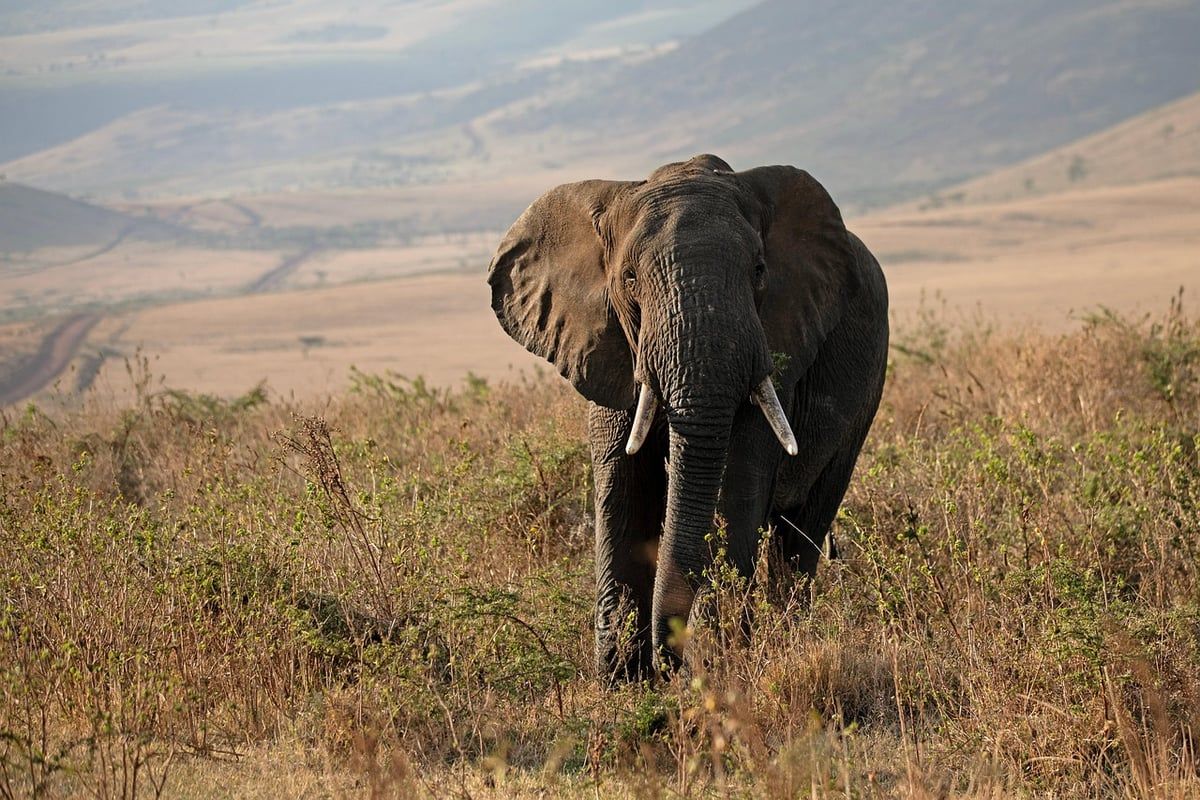 Biologiste de la conservation : un acteur clé pour la protection de la biodiversité